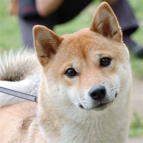 Dogs 101 Shiba Inu Japanese Dog 柴犬 Animal Facts Shiba Inu Dog
