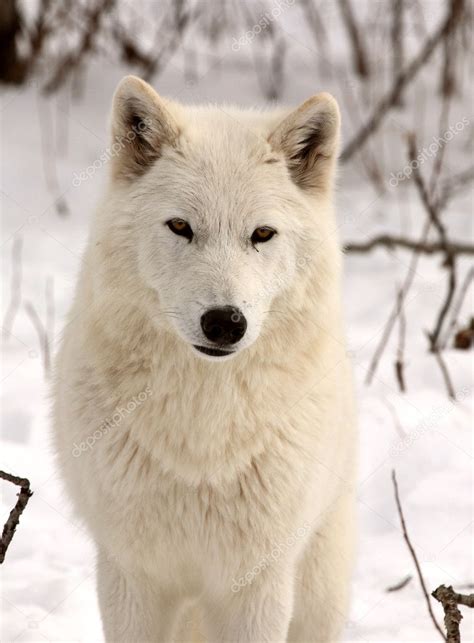 Arctic Wolf In Winter Stock Photo By ©pictureguy 5014036