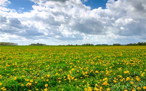 Yellow Flower Field Under Blue Cloudy Sky During Daytime