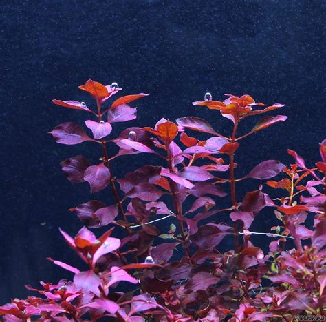 Ludwigia Sp Super Red Kleine Weinrote Ludwigie Flowgrow Aquatic