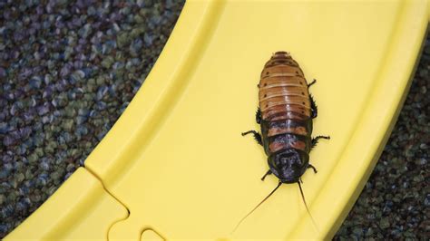 Get Paid 2000 For Company To Release 100 Cockroaches Into Your Home