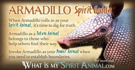 Armadillo Symbolism And Meaning Spirit Totem And Power Animal