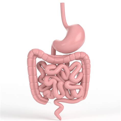 Pbr Uv Textured Human Gastrointestinal 3d Model