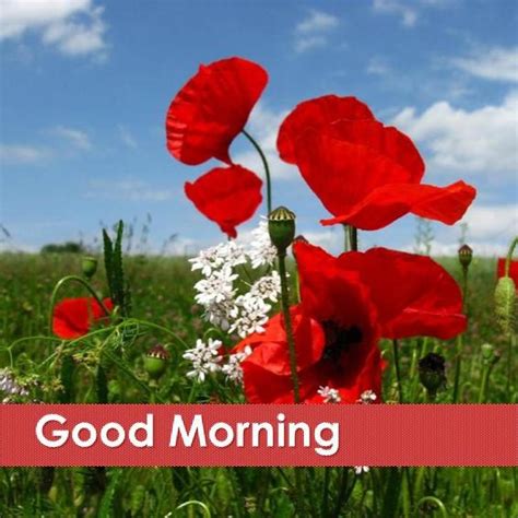 Pictures of flowers beautiful images for shared 2024 on whatsapp or facebook and all social media with best quality. Good Morning Flower APK Download - Free Photography APP ...