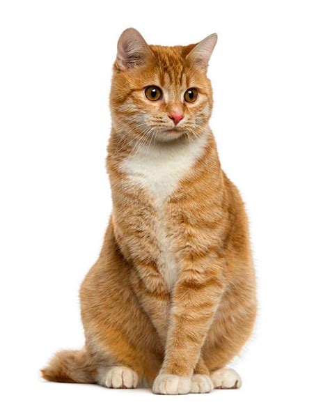 Royalty Free Ginger Cat Pictures Images And Stock Photos Istock