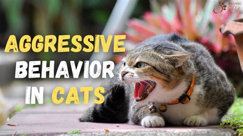 Aggressive Cat Behavior Towards Humans How To Prevent Aggressive