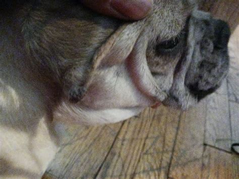 My French Bulldog Has A Itcy Scab On The Back Of Her Ear And A Small