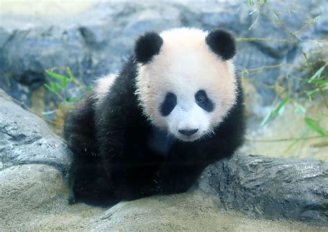Panda Lovers All Smiles As Xiang Xiang Makes Public Debut At Ueno Zoo