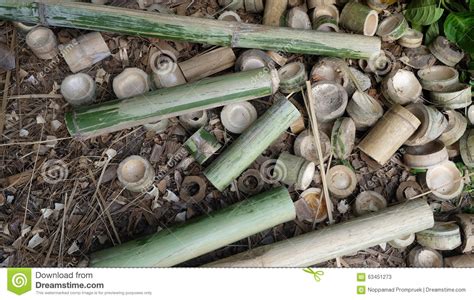 Many Bamboo Pile Stock Image Image Of Fence Green Tropical 63451273