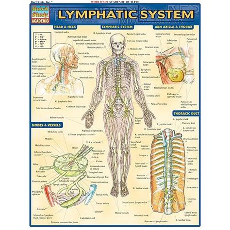 Lymphatic System Study Chart 399