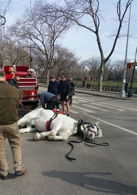Carriage Horse In New York City Collapses Christmas