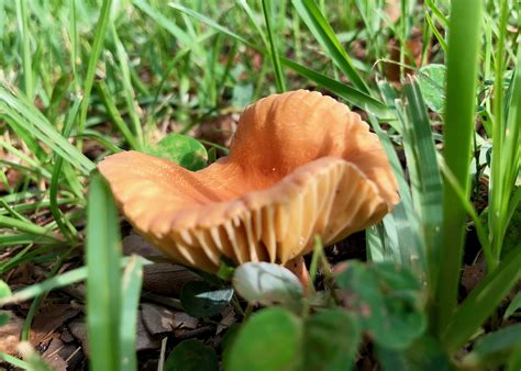 Astrobedrocks Orange Mushrooms Edible Mushrooms Wild Mushrooms