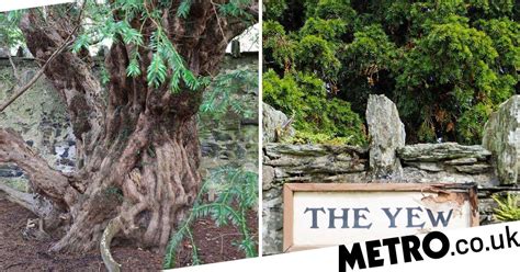 A 5000 Year Old Tree Could Die Because Tourists Keep Ripping Off Its