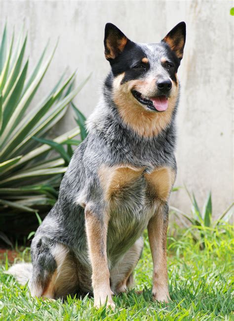 Blue Heeler Names 200 Brilliant Ideas For Australian Cattle Dog Puppies