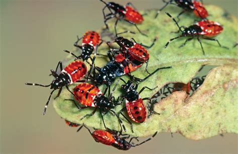 10 Very Common Garden Pests You Must Know About It Garden Bible