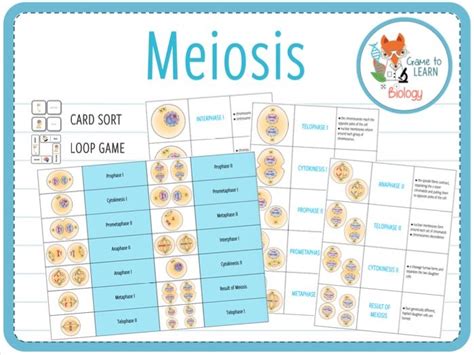 Meiosis Card Sort And Loop Game Teaching Resources