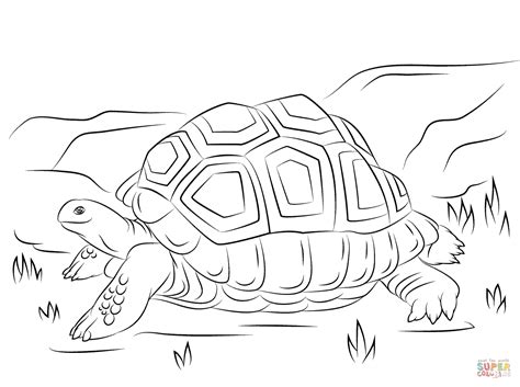 Oftmals irrtümlich als riesenkrake bezeichnet) ist weltweit verbreitet. Ausmalbild: Süße Aldabra-Riesenschildkröte | Ausmalbilder kostenlos zum ausdrucken