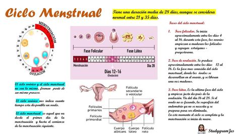 Ciclo Menstrual Em 2021 Ciclo Menstrual Mapa Histologia Images