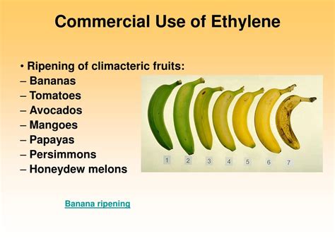 Ppt Ethylene And Fruit Ripening Powerpoint Presentation Free