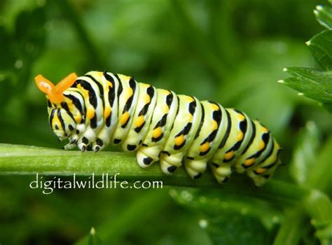 Eastern Black Swallowtail Caterpillar Butterflies And Bugs Pinterest