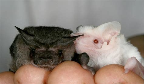 A Typical Black Bat And An Albino Bat At The Tolga Bat Hospital