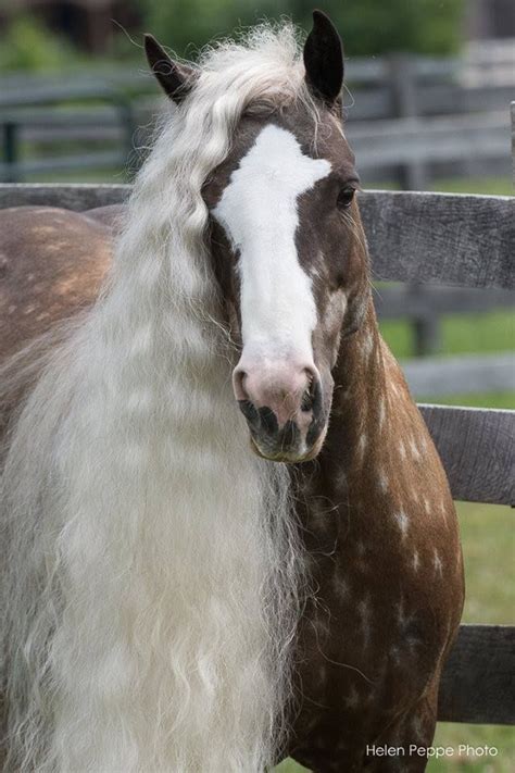 Most Beautiful Horses All The Pretty Horses Majestic Horse Majestic