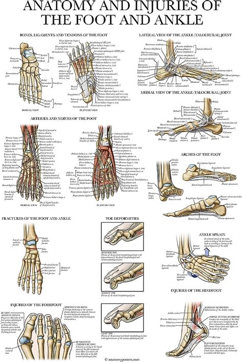 Anatomy And Injuries Of The Foot And Ankle Chart Ph