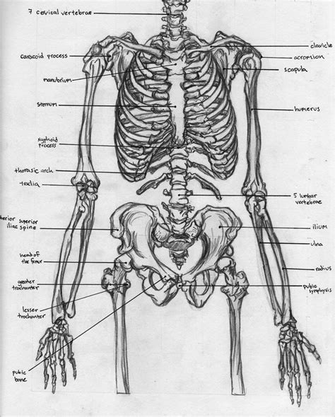 A Diagram Of The Human Skeleton With All Its Bones Labeled In Its