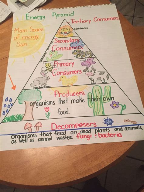 Food Chain Lesson Plan 4th Grade Lesson Plans Learning