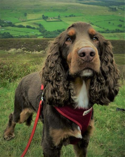field spaniel dog breed guide uks  pet blog