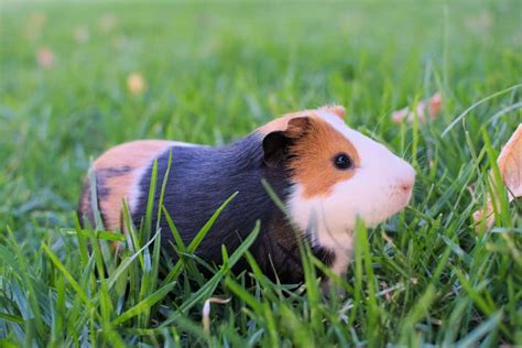 Most of them do not want cuddle and prefer to stay in their cages. Do Guinea Pigs Make Good Pets? | Critters Aplenty
