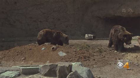 Denver Zoo Opens New Interactive Grizzly Bear Exhibit Youtube