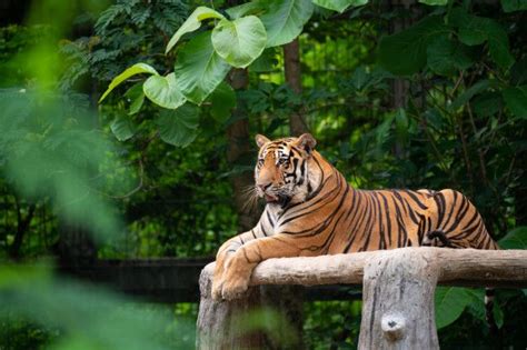 Bengal Tiger Lying Down In 2020 Bengal Tiger Sumatran Tiger