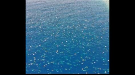 Drone Snaps 64000 Green Sea Turtles On Great Barrier Reef Youtube