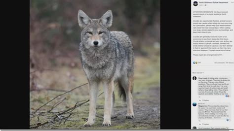 New Jersey Coyote Sighting North Wildwood Police Warn Residents On