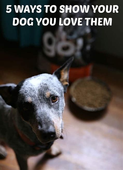 5 Ways To Show Your Dog You Love Them