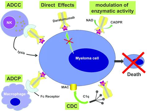 Mechanisms Of Action Of Monoclonal Antibody Daratumumab Targeting