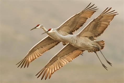 Two Great Ways to See Sandhill Cranes