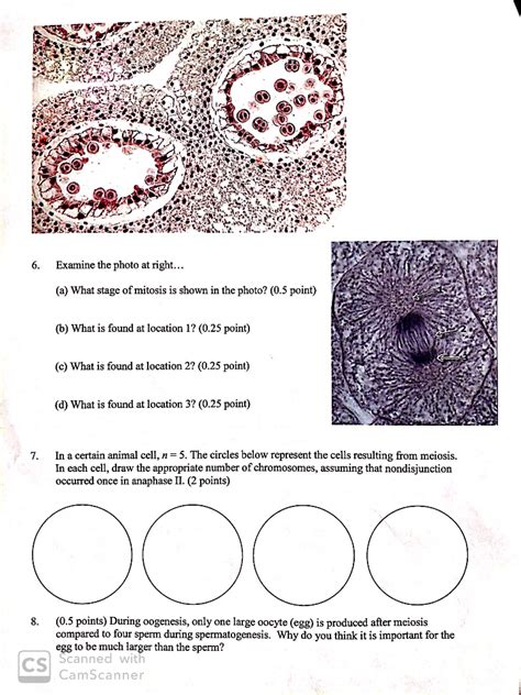 Suitable for degree level students (similar pages exist for mitosis). Mitosis In Animal Cells Under Microscope - Micropedia