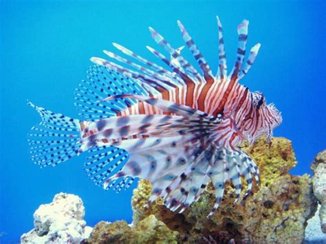 10 Amazing Great Barrier Reef Animals
