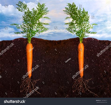 Growing Carrots Underground View Roots Over ภาพสต็อก 156784211