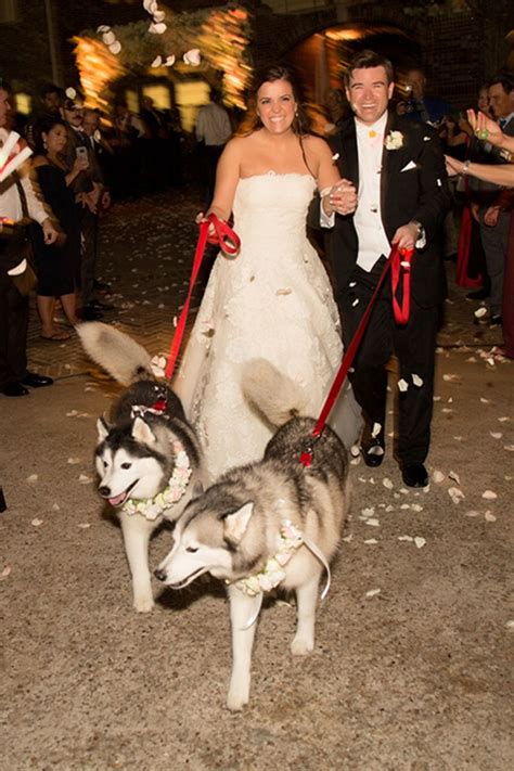 Looking for a husky puppy or dog in houston, texas? Rebecca + Christian - Real Houston Wedding | Wedding reception, Husky, Cute dogs