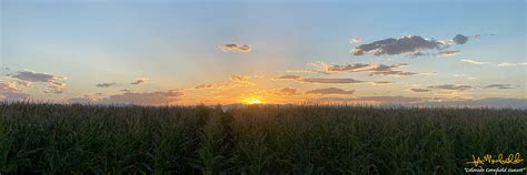 Colorado Cornfield Sunset Photograph By Honua Maikealoha Fine Art America
