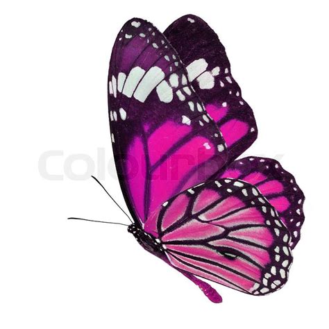 Beautiful Pink Butterfly Flying Stock Photo Colourbox