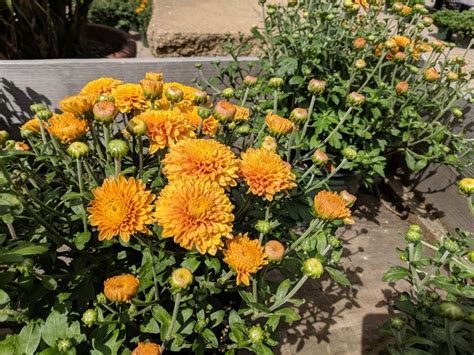 Hardy Chrysanthemums Garden Mums Plant Care Growing Guide