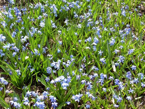 These lovely lilies have a nice aroma. Tennis Tousan: Minnesota early spring flowers