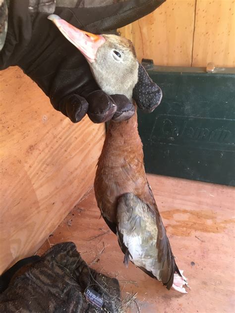First Time Duck Hunt Yields Rare Bird