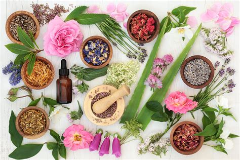Perfect Bach Flower Remedies For Each Astrological Sign Cozy By Sweet Starlight
