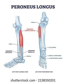 Peroneus Brevis And Longus Action