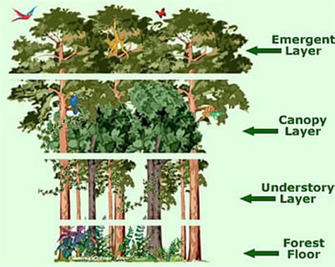 In biology, the canopy is the aboveground portion of a plant croping or crop, formed by the collection of individual plant crowns. Levels Of The Rainforest - Tropical Rainforest
